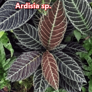 Ardisia sp